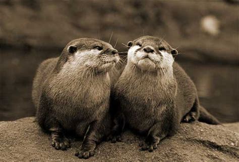 African Clawless Otter - Fantastic Wildlife