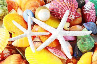 Seashells Jigsaw Puzzle In Macro Puzzles On TheJigsawPuzzles 7220221