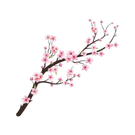 Watercolor Cherry Bud Cherry Blossom Tree Branch With Sakura Flower