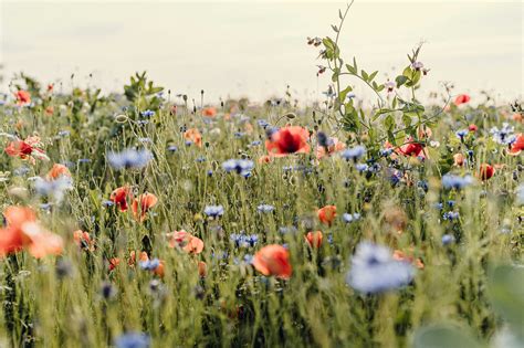 Tag Sommerblüher kraut rüben