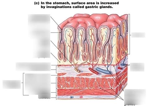 Gastric Mucosatunics Diagram Diagram Quizlet