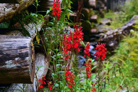 Lobelia Cardinalis Aquarium Plant Care Guide