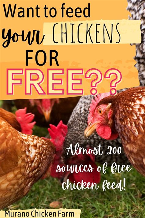 Free Chicken Feed Sources The Ultimate List Artofit