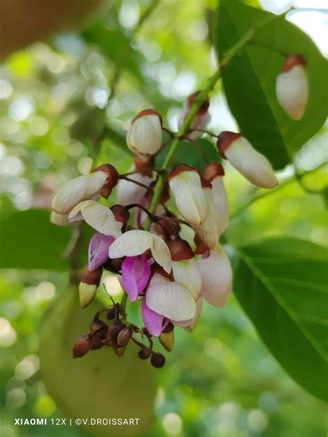 Pongamia Pinnata L Pierre Pongamie Penn Flore Mondiale Pl