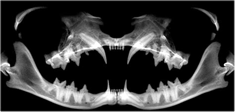 Canine Dental Radiographs