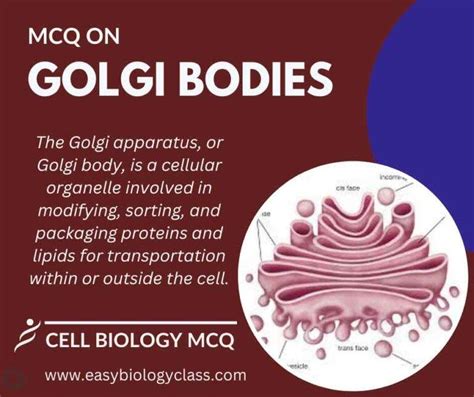 Golgi Apparatus Easybiologyclass