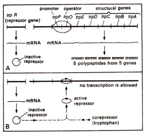 The tryptophan operon in bacteria (E. coli and Salmonella) | Regulation ...