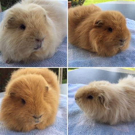 Pin Van Anjo Heusingveld Gerritsen Op Ch Teddy Guinea Pig Cavia