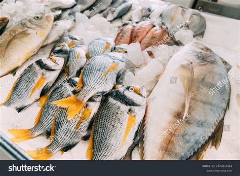2446 Fish Uae Images Stock Photos And Vectors Shutterstock