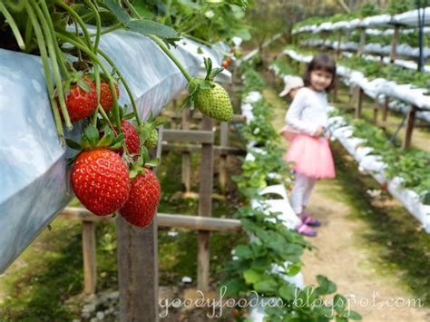 Goodyfoodies Genting Strawberry Leisure Farm Gohtong Jaya Genting