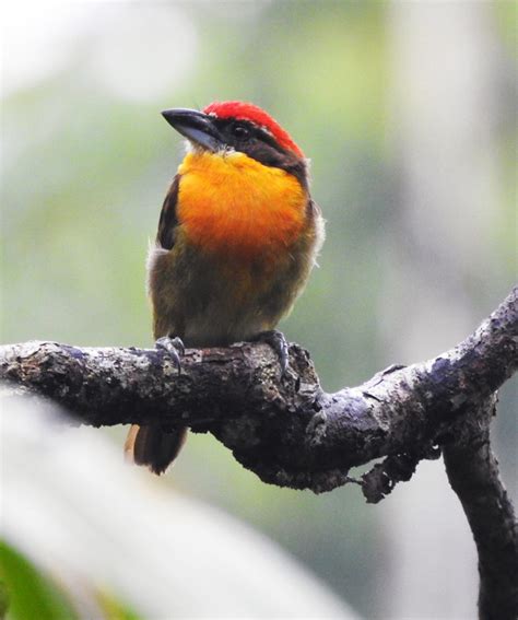 Yasuni Amazon Rainforest - Birdwatching - Ecuador Amazon Rainforest