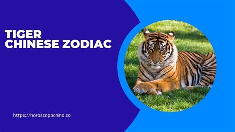 Tiger Chinese Zodiac Personality Traits Element Compatibility Youtube