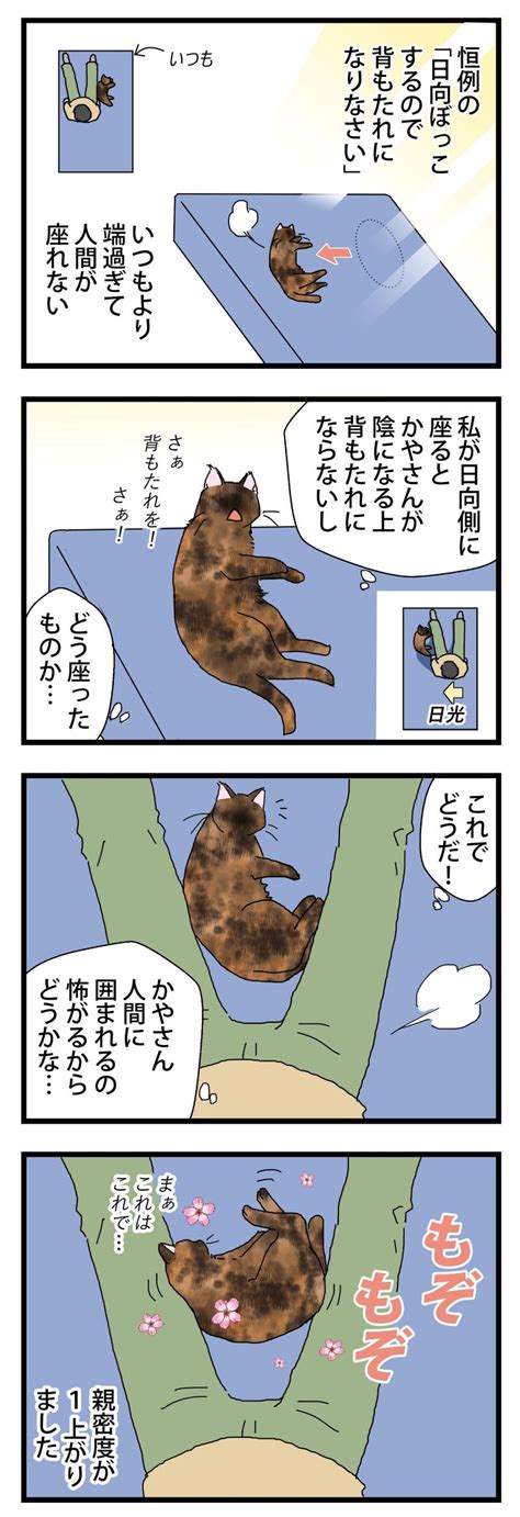 はさまる 保護猫かやさん～凛々しいサビ猫様と私～