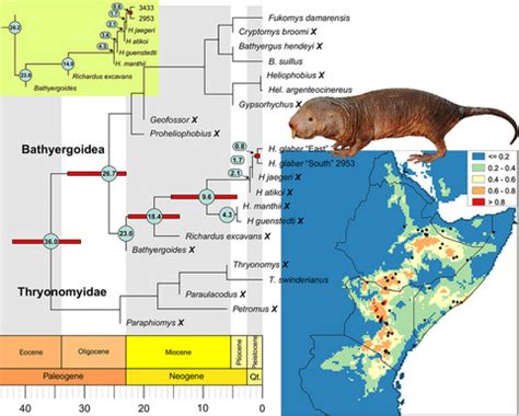 Genetic Diversity Of The Naked Molerat Heterocephalus Glaber Zemlemerova Journal