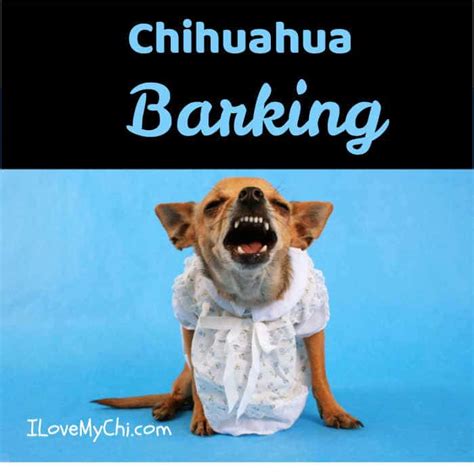 Chihuahua Barking - I Love My Chi