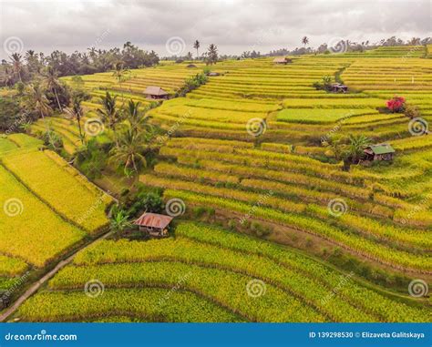 Aerial Top View Photo From Flying Drone Of Green Rice Fields In