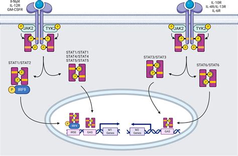 Frontiers Major Pathways Involved In Macrophage Polarization In Cancer