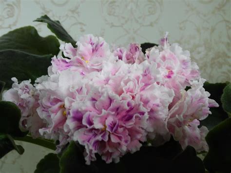 Селекция Лебедской Елены