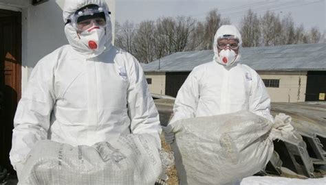 Kolejne ognisko ptasiej grypy w Wielkopolsce Wojewoda wyznaczył