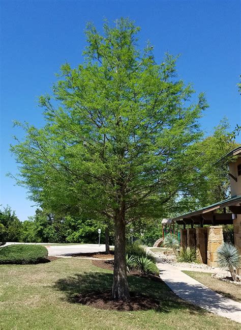 Bald Cypress Taxodium Distichum Lawns Tree Farm