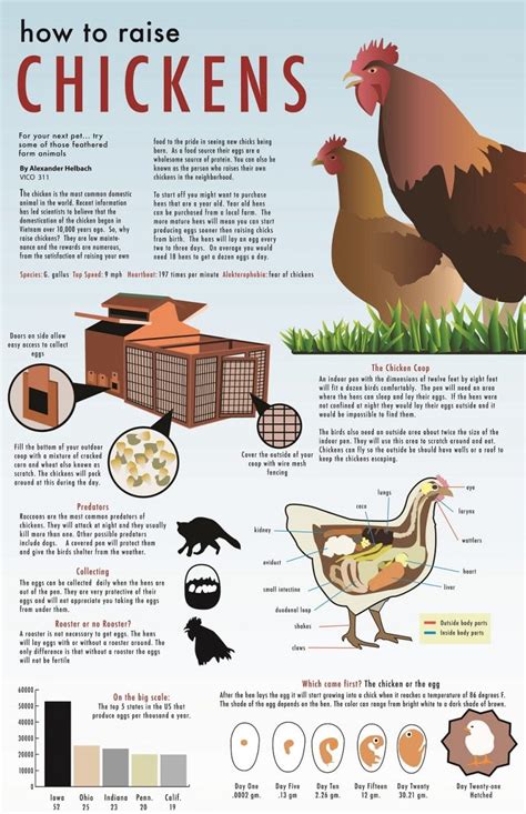 How To Raise Chickens Advice For Every Beginner