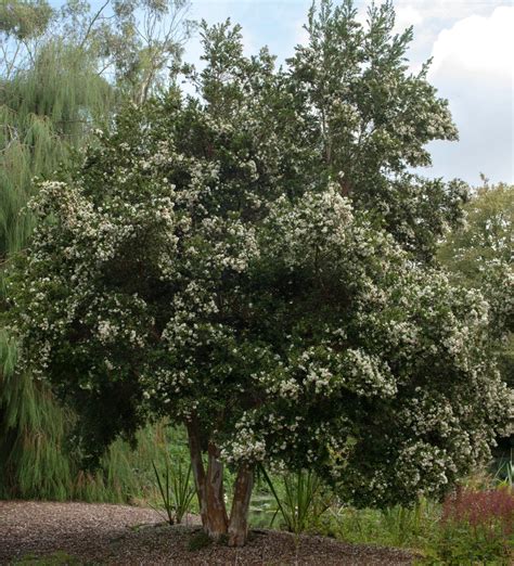 Luma Apiculata Myrtus Luma Hello Hello Plants