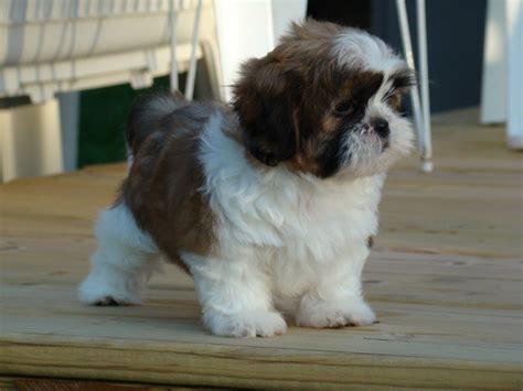 Fotos De Perros De Raza Shih Tzu Animalesmascotas