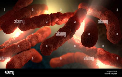 Escherichia Coli Bacteria Cell Hi Res Stock Photography And Images Alamy