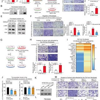 KCTD4 Overexpressing Tumor Cells Induce Fibronectin Secretion And