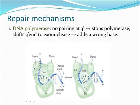 By Mahdi Bijanzadeh Md Phd Ppt Download