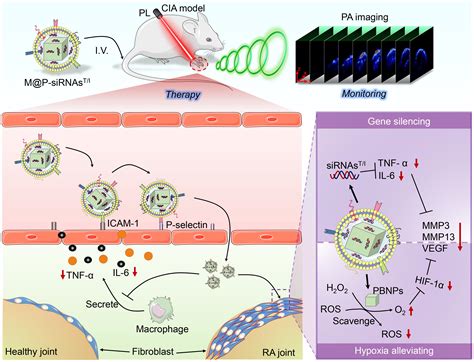 Photoacoustic Image Guided Biomimetic Nanoparticles Targeting