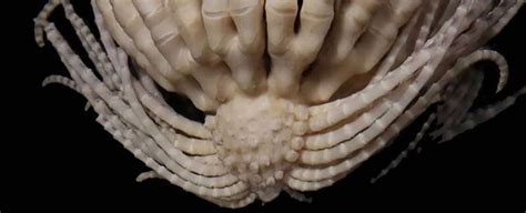 Aliens En La Antártida Científicos Descubren Una Criatura De 20