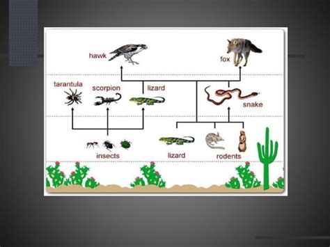 Desert Ecosystem Pptx