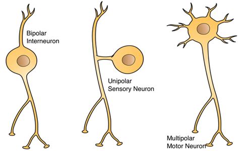 Stimulus - Definition and Examples - Biology Online Dictionary