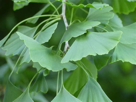 Ginkgo,leaves,ginkgo tree,ginkgo leaf,plant - free image from needpix.com