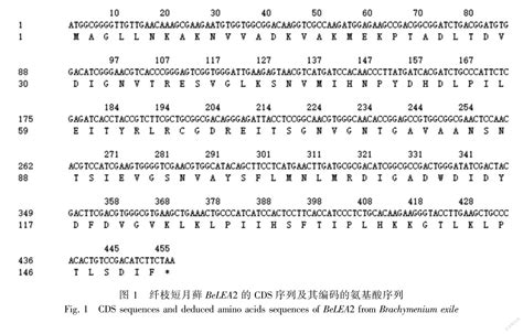 纤枝短月藓belea2基因的克隆及表达分析 参考网