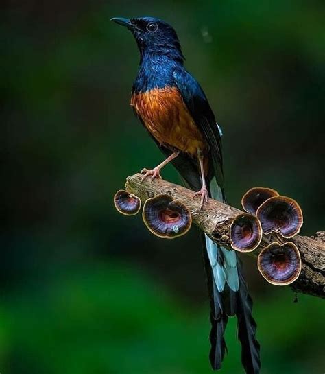 YUK Mengenal Jenis Jenis Burung Murai Batu Si Raja Hutan Asli Indonesia