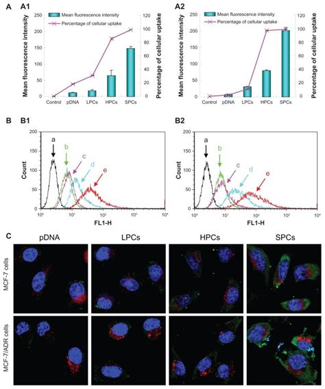 A Quantitative Analysis Of Cellular Uptake Of Pdna Pei Dna