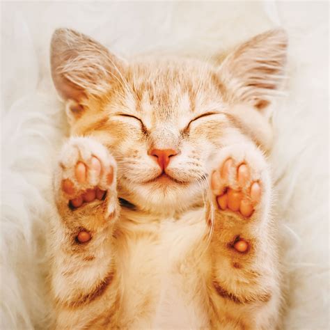 Cute Happy Cat