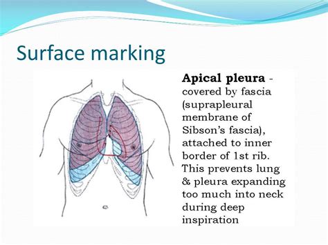 Ppt Anatomy And Physiology Of Pleura Powerpoint Presentation Free