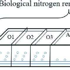 Physiological characteristics of Brocadia anammoxidans, Brocadia ...