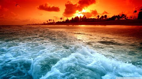 500 Tropical Wallpapers