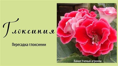 Пересадка глоксинии - YouTube