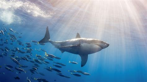 Live Shark Wallpaper for PC - WallpaperSafari