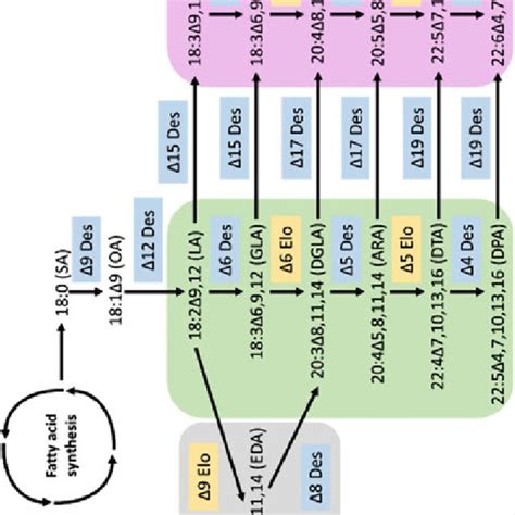 Unsaturated Fatty Acid Synthesis A Synthesis Of Unsaturated Fatty