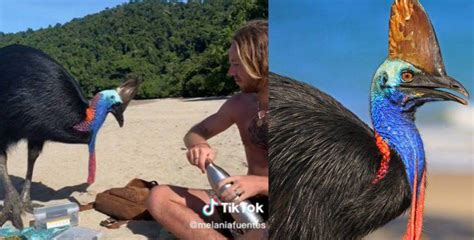 Joven comparte su momento en foto con el ave más peligrosa de Australia