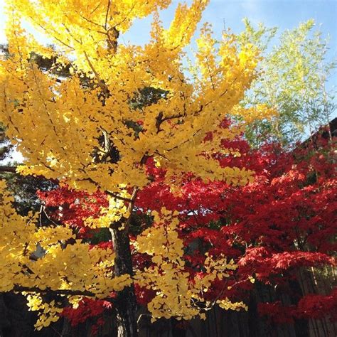 The Ginkgo, one of the oldest species in the world and the national tree of China. Nicknamed the ...