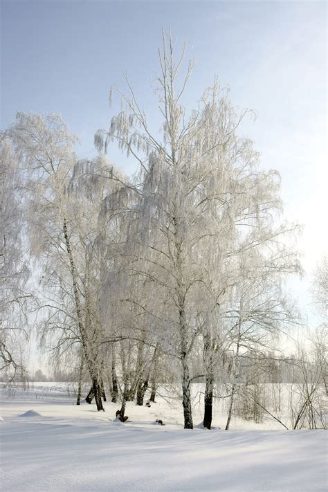 Images Gratuites paysage arbre la nature forêt branche neige du