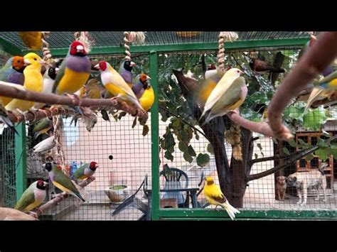 How To Breed Gouldian Finch Bird Golden Finch Bird Breeding Tips