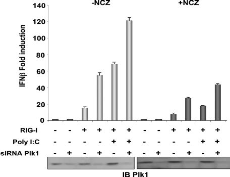 Plk Participates In The Inhibition Of Ifn Induction During Treatment